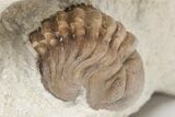 Partial Kainops & Paciphacops Trilobites - Oklahoma #212345-3